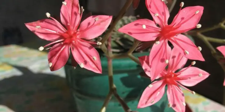 20+ Popular Flowering Succulents 10 Tacitus Bellus (Graptopetalum bellum) bloom