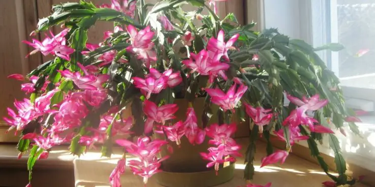 20+ Popular Flowering Succulents 3 Thanksgiving cactus (schlumbergera truncata) blooming