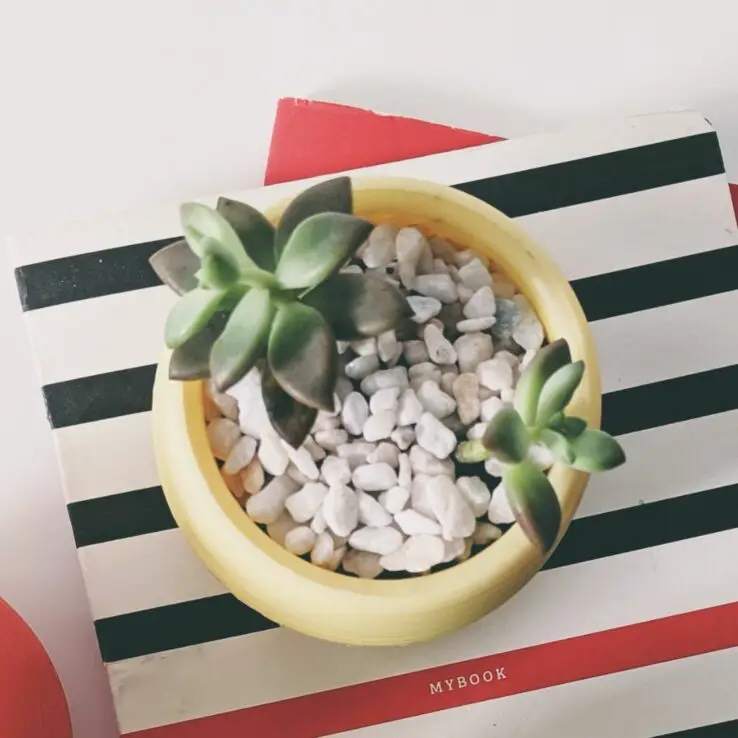 How to plant succulents - Step by Step Process 9 Top dressing for succulents pot