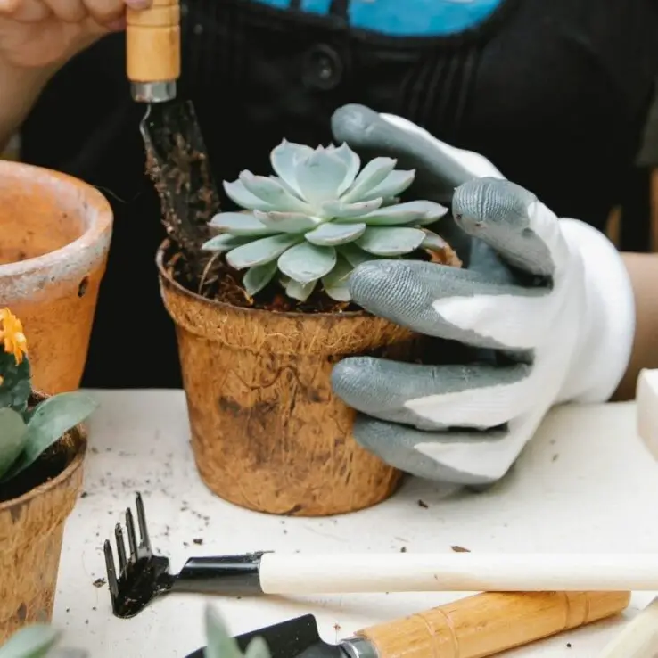 How to plant succulents - Step by Step Process 8 finishing succulent planting