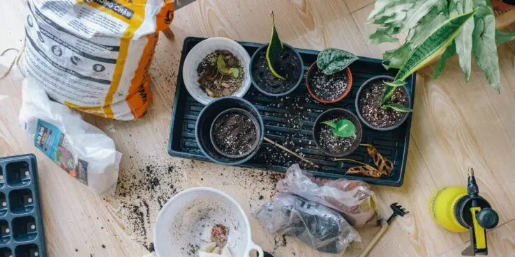 How to plant succulents - Step by Step Process 1 growing and transplanting succulents