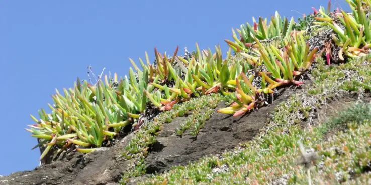 How to plant succulents - Step by Step Process 11 planting succulents in ground