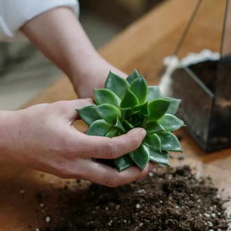 How to plant succulents - Step by Step Process 4 pulling succulent from pot