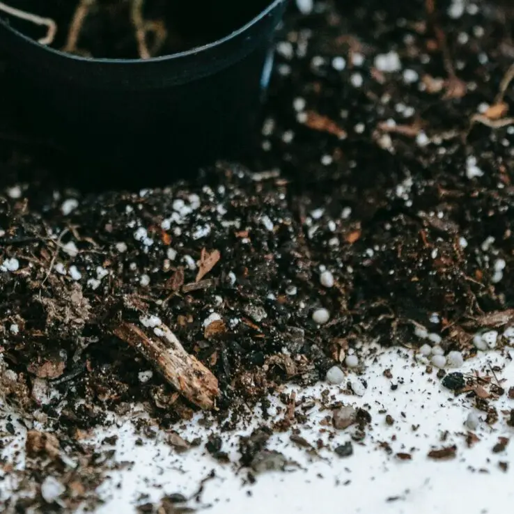 How to plant succulents - Step by Step Process 7 succulent potting mix