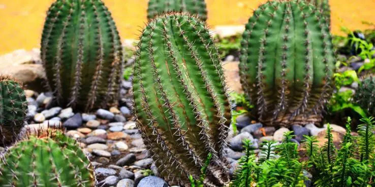 Cacti Succulents - All you need to know about 2 Beautiful green cacti succulents arrangement