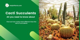 Cacti Succulents Cacti Succulents