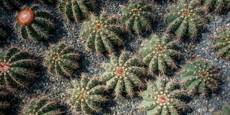 Cacti Succulents - All you need to know about 1 Green cacti succulents with spikes on pebbles