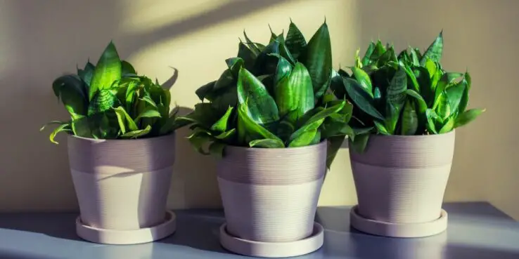 How to grow and care for snake plant 2 Dwarf snake plants in beautiful pots
