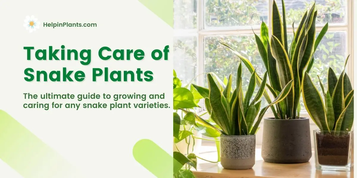 How to grow and care for snake plant - Help in Plants