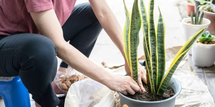 How to grow and care for snake plant 5 Potting, Transplanting a Snake Plant