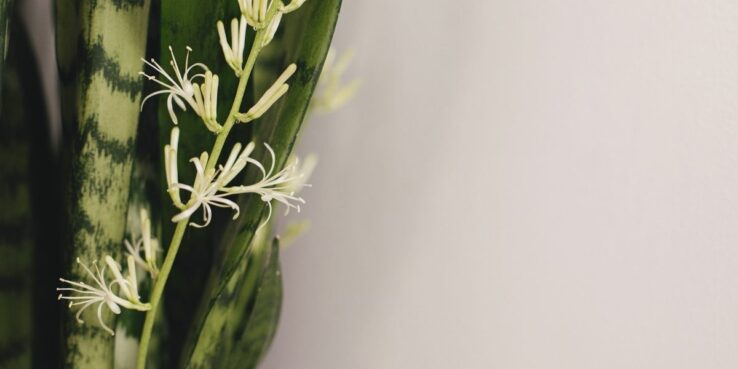 How to grow and care for snake plant 6 Snake plant blooming