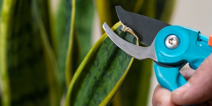 How to grow and care for snake plant 4 snake plant dead leaf pruning
