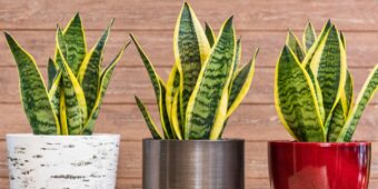 Sansevieria Laurentii Succulent Species - Sansevieria Laurentii