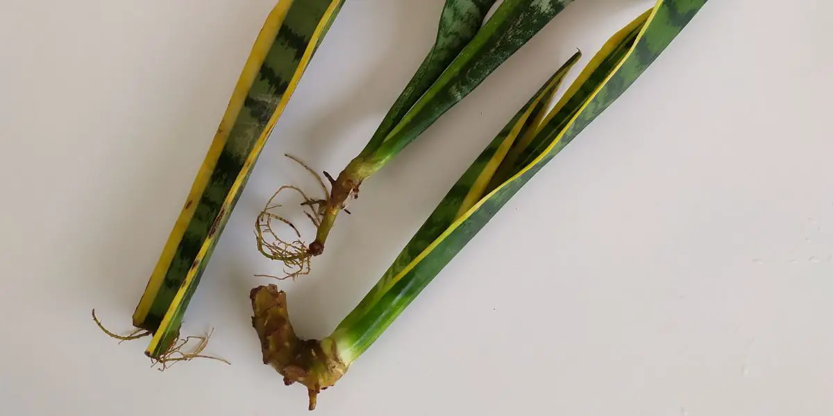 Sansevieria Laurentii - The Ultimate Growing Guide 2 Sansevieria Laurentii Snake Plant Propagation