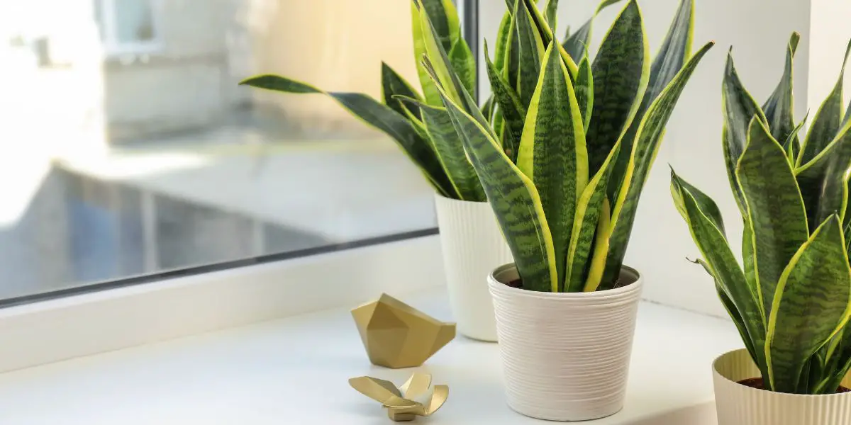 Sansevieria Laurentii - The Ultimate Growing Guide 1 Sansevieria Laurentii snake plants